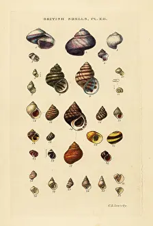 Bithynia: Wentletraps, Ianthina, freshwater shells, Bithynia, etc