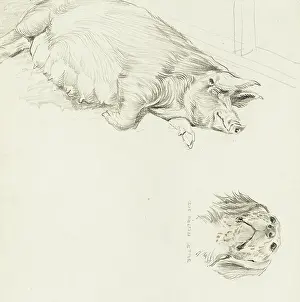 Setter: Wesses Saddleback sow and Blue Belton Setter