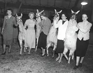 Mickie: West End models with llamas, Chipperfield's Circus