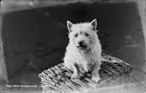Fluffy: West Highland White Terrier