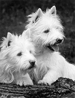 Thomas Fall: TWO WEST HIGHLAND WHITES