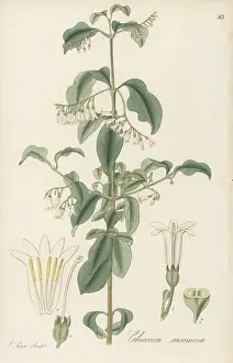 William Blackwood: West Indian snowberry, Chiococca alba