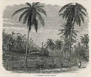 Planter: WEST INDIES/JAMAICA