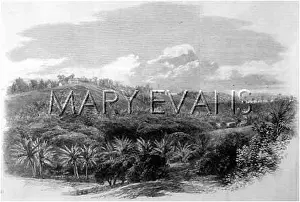 Morant: WEST INDIES/JAMAICA