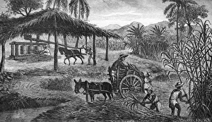 Canes: West Indies sugar plantation