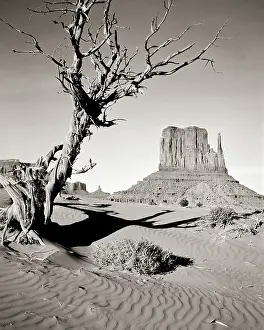 Mitten: West Mitten Butte and Windblown Ancient Tree Taken