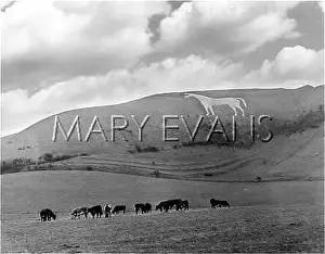 Westbury: WESTBURY WHITE HORSE