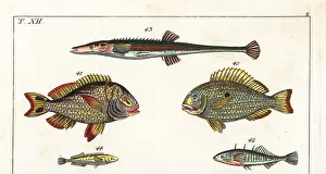 Perca: Western Atlantic seabream, porkfish and sticklebacks