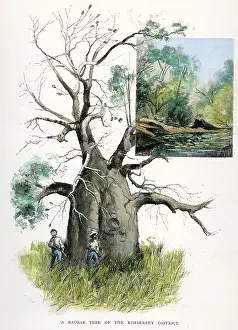 Baobab: Western Australia - Kimberley - Baobab Tree