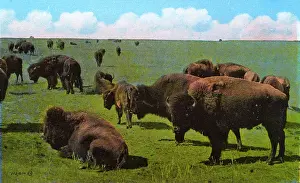 Wainwright: Western Canada - Bison, Wainwright Park, Alberta