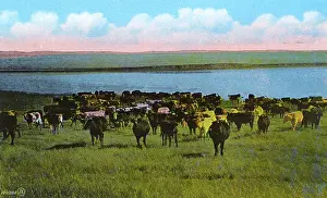 Steers: Western Canada - Cattle Ranch