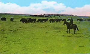 Steers: Western Canada - Cattle Ranch