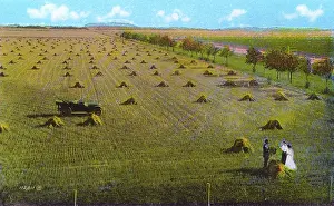 Stouks: Western Canada - Wheat Field