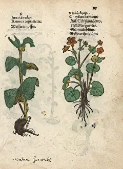 Lonicer: Western dock, Rumex aquaticus, and ox-eye