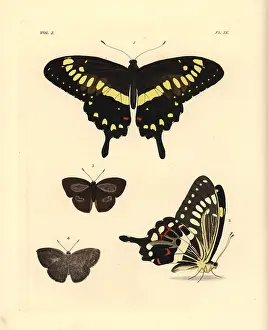 Ventral: Western emperor swallowtail and Indian sunbeam