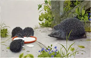 Hedgehogs: Western European Hedgehog