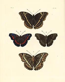 Ventral: Western glider and gaudy commodore butterfly