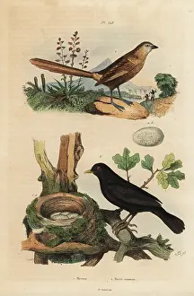Merula: Western grasswren and blackbird
