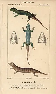 Skink: Western green lizard and sandfish skink, Scincus scincus