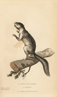 Griseus: Western grey squirrel, Sciurus griseus clarkii
