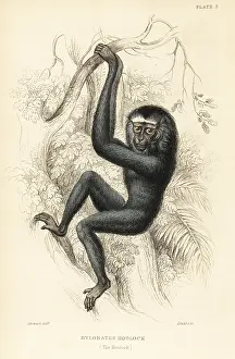 Gibbon: Western hoolock gibbon, Hoolock hoolock. Endangered