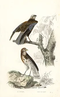 Achille Richard: Western marsh harrier and short-toed snake eagle