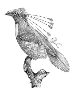 Lithographed: Western Parotia