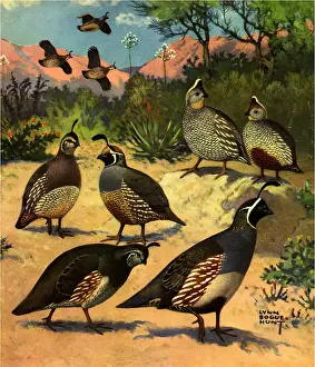 Bogue: Western Quail
