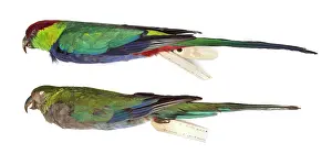 Ornithological: Western rosella, Platycercus icterotis