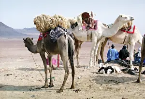 Herders: Western Sahara, 1999