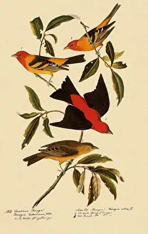 Olivacea: Western and Scarlet Tanagers