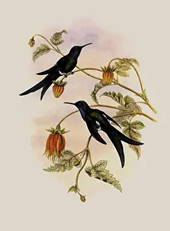 Hirundo: Western Swallow-Tail, Eupetomena Hirundo