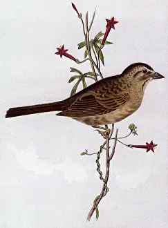 Sparrow: Western Swamp Sparrow, Ammodromus ruficeps
