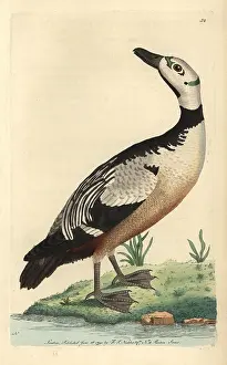 Stelleri: Western, variegated duck or Steller's eider