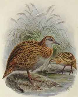 Gerrard: Western Weka and Buff Weka