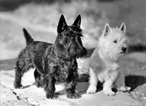 Westie: WESTIE AND SCOTTIES DOGS