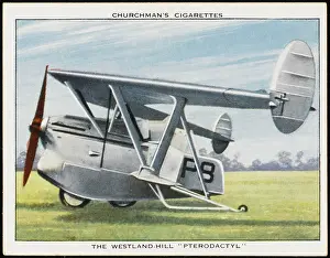 Tailless: WESTLAND PTERODACTYL
