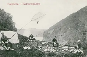 Westman Islands, Iceland - Puffin Catching