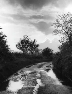 Rainstorm: WET COUNTRY LANE