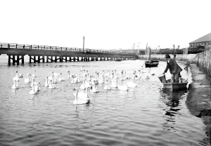 Swannery: Weymouth, the Swannery 1890