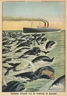 Sigismund: WHALE ATTACKS LINER