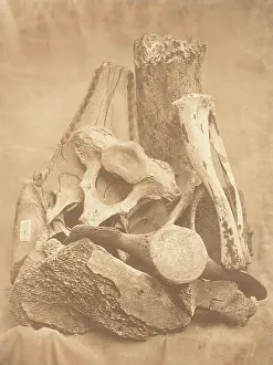 Spitzbergen: Whale bones from Spitzbergen