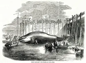Grays: WHALE CAUGHT IN THAMES