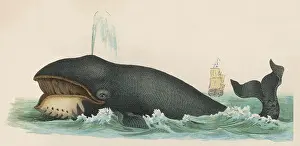 Lightbox: Whale circa 1870