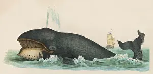 Nautical: Whale - circa 1870