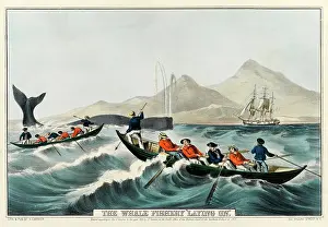 Whaler: The Whale Fishery Laying On