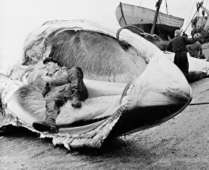 Jaws: Whale fishing, 1960