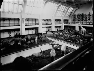 Stuffed: Whale Hall, 1932