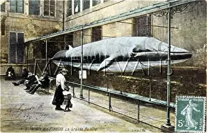 Baleine: WHALE, PARIS