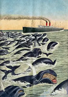 Whales: Whale Pod Attacking Ship, 1913